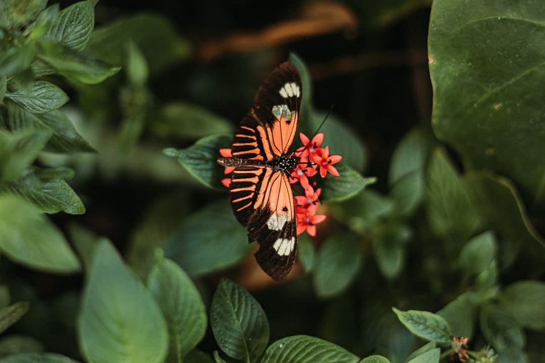 莲花控股：累计回购股份数量约为2497万股